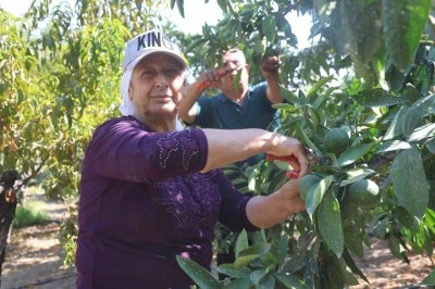 Erkenci mandalina, tarladan 30 TL ile 40 TL arasından alıcı buluyor