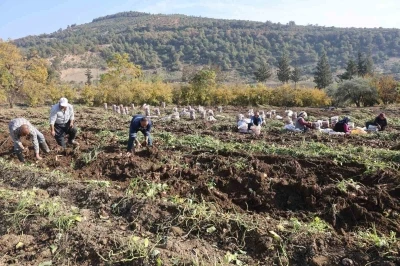 Tatlı patateste son hasat yapıldı