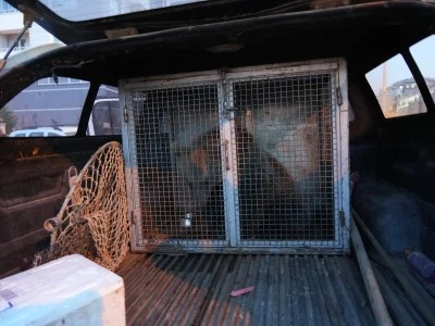 Küre’de Annesini Kaybeden Yavru Ayılar Yol Kenarında Beslenirken Koruma Altına Alındı