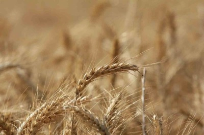 K&uuml;resel tahıl &uuml;retiminde 105 milyon tonluk rekor artış bekleniyor