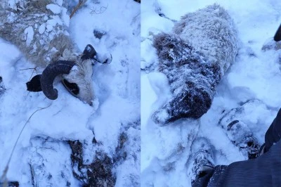 Kurt Dehşeti S&uuml;r&uuml;ye Saldırıda 70 Koyun Telef Oldu