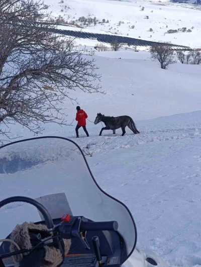 Kurtların saldırısına uğrayan ve dağda mahsur kalan at kurtarıldı