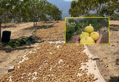 Kuru İncirle Sağlıklı Yaşama Adım Atın