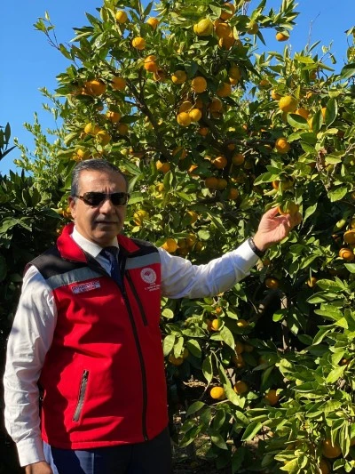 Kuşadası’nda Mandalina Hasadı Başladı