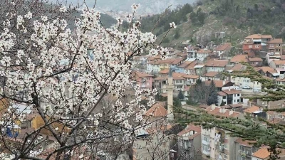 Badem ağa&ccedil;ları &ccedil;i&ccedil;ek a&ccedil;tı