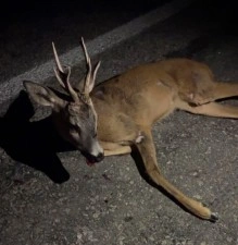 Yaralı karacaya şefkat eli