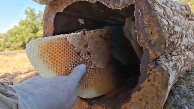 Kütük Balı Hasadı Başladı: Kilosu dudak uçuklattı