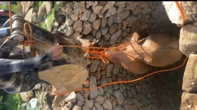 Kuyuya düşen inek iş makinesine bağlanan halatla çıkartıldı