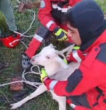 Kuyuya düşen keçiyi itfaiye ekipleri kurtardı