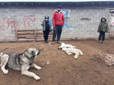 Kuzular belirti g&ouml;stermeden bir anda telef oluyor