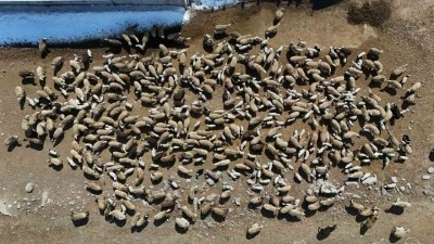 Kuzuların anneleriyle buluşma anı