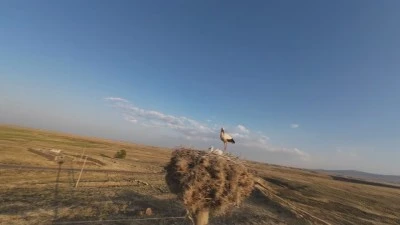 Leylekler Diyarbakır Semalarını Yine Şenlendirdi