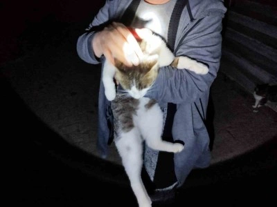 Mahsur kalan kediyi itfaiye kurtardı