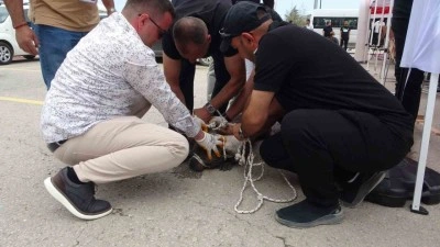 Malatya’da otoparktaki etkinlikte pitbull dehşeti
