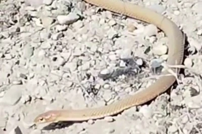 Malatya'da İki Metrelik Kırmızı Yılan Görüntülendi