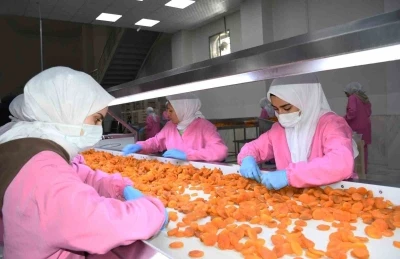 Kuru kayısıda 11 ayda 275 milyon dolar gelir elde edildi