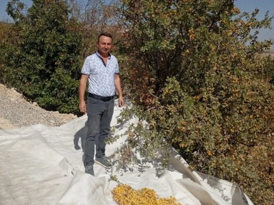 Malatya’da şifa deposu alıçta hasat devam ediyor