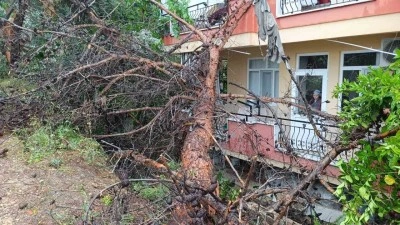 Manavgat’ta dev ağaç binanın üzerine devrildi