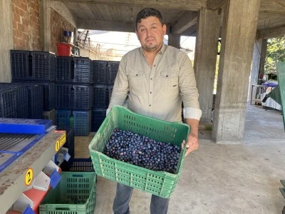 Manisa Alaşehir’de 2025 Sofralık Zeytin Hasadı Başladı