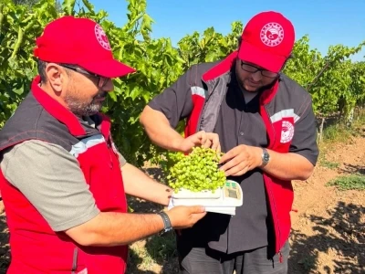 Manisa bağlarında hasat &ouml;ncesi rekolte saha &ccedil;alışmaları başladı