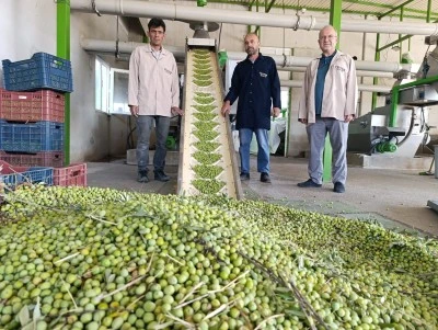 Manisa’nın Zeytin Cenneti Köprübaşı’nda Erken Hasat Başladı