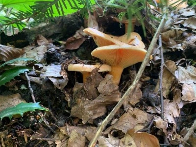 Mantar zehirlenmelerine dikkat