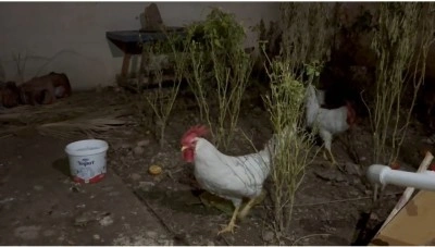 Mardin’de yılbaşında kesilen tavuk, horozu dile getirdi