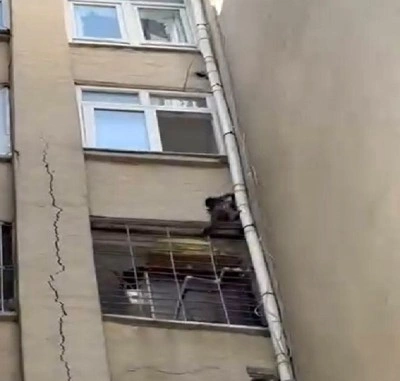 Maymunlar cehennemi gerçek oldu