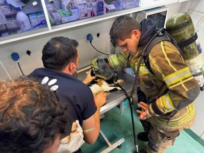 Mazgala d&uuml;şen kayıp k&ouml;pek ve yangında mahsur kalan kediler itfaiyenin &ccedil;abasıyla kurtarıldı