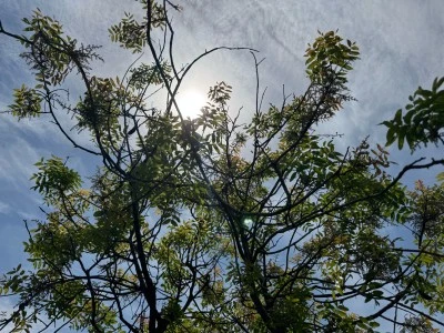 Menengiç Baharın Gelmesiyle Çermik’te Gün Yüzüne Çıktı