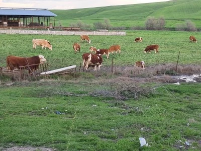 Meralar şenlendi hayvan s&uuml;r&uuml;leri Doğaya salındı
