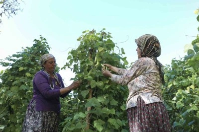 Mersin&rsquo;de atalık tohumlar gelecek nesillere aktarılıyor