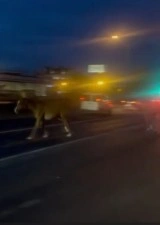 Mersin’de karayoluna çıkan atlar trafiği karıştırdı