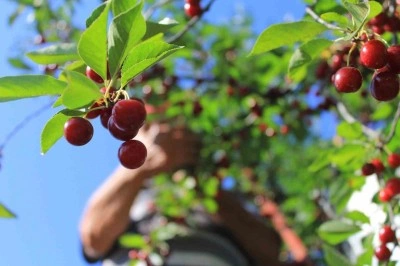 Meyvedeki düşüş tarım işçilerini de kara kara düşündürüyor