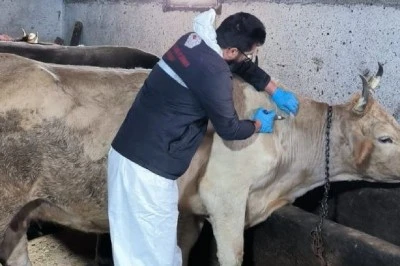 Milas’ta Şap Hastalığı Nedeniyle Karantina Uygulaması Başlatıldı