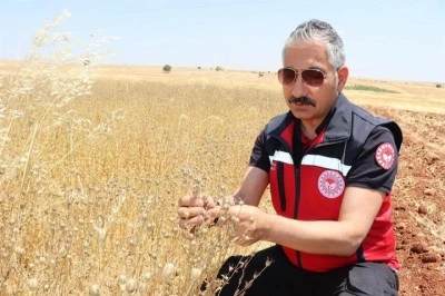 Müdür Akkan çörek otu hasadına katıldı