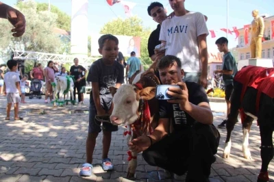 Buzağı G&uuml;zellik Yarışması d&uuml;zenlendi