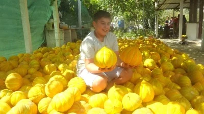 Muğla’nın Karabağlar Yaylası’nda “Yayla Kavunu” İçin Hasat Şenliği Düzenlendi