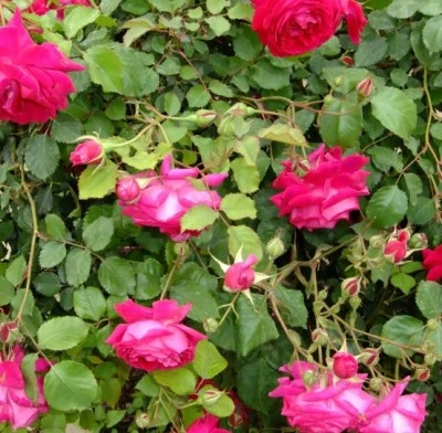 Muhammediye Gülü bir başka kokuyor