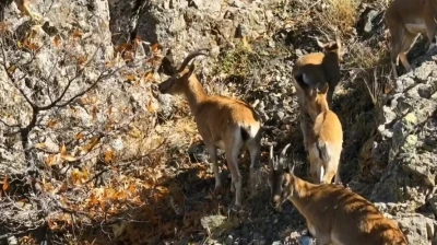 Munzur&rsquo;un sarp kayalıklarında yaban ke&ccedil;ileri