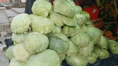 Muş lahanaları tezgahlarda