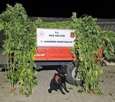 Muş’ta kenevir operasyonunda 2 kişi gözaltına alındı