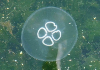 Müsilaj bitti bu kez yeni kabus başladı