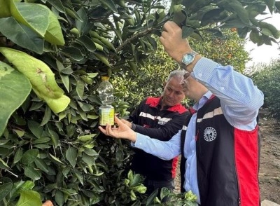 Narenciyede hasat başladı
