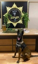 Narkotik k&ouml;peği Pablo&rsquo;nun hassas burnu esrarı ve keneviri yakalattı