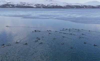 Nazik G&ouml;l&uuml;&rsquo;nde buzlar &ccedil;&ouml;z&uuml;ld&uuml;, &ouml;rdeklerin dansı hayran bıraktı