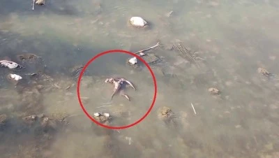 Nesli tehlike altında ama Diyarbakır'da Dicle Nehrinde görüldü