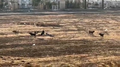 Nusaybin’de başıboş sokak köpekleri okul çevrelerinde tedirginliğe neden oluyor