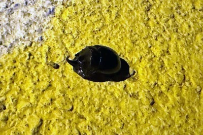 O Böcek Diyarbakır'da görüldü