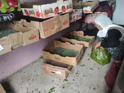O ilimizde 72 aileye ipek b&ouml;ceği larvası dağıtıldı